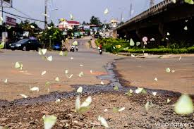 Butterflies in flight among flowers caught on camera. Dazzling With Millions Of Yellow Butterflies In Central Highlands