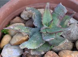 Image result for Aloe mzimbana