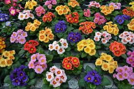 Primavara, gradina trebuie curatata, iar munca depusa pentru ca plantele tale sa ia forma pe care o doresti poate fi periculoasa uneori. Primula Floarea Care Vesteste Primavara Universul Florilor