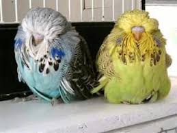 Birds Of The Same Feather Make A Good Feather Duster Feather Duster Budgies Budgies Feather Duster Bird