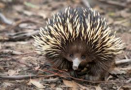 Porcupines are considered exotic pets because they are wild animals and not typically kept as pets. Short Beaked Echidna Facts Australian Animals