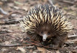 ((how much need to spend if get same number of visitors from google adwords) $131,524.00 adwords. Featured Animal Short Beaked Echidna Animal Fact Guide
