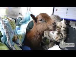 Rescued Cat Take Care Of Rescued Goat Gato Rescatado Cuida De Cabrito Rescatado Cat Help Cat Care Cats