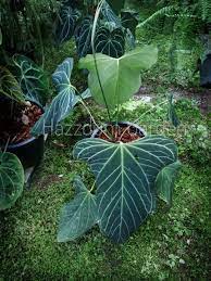 Pin Di Gardening
