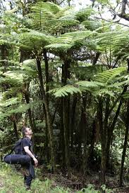 Image result for Cyathea manniana