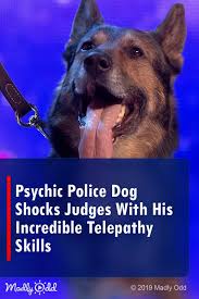 A Dog That Can Read And Send Telepathic Messages Is Something Else Indeed Dogs Entertainment Psychics Britainsgottale Police Dogs Cops Humor Police Humor