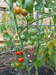 Most beefsteak and cherry tomatoes are indeterminate. Sweet 100 Cherry Tomatoes Planting Vegetables Easy Vegetables To Grow Tomato Varieties