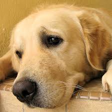 A tissue biopsy will be taken to determine which kind of cancer is present. Cancer In Your Dog Possible Options Moorgate Vets