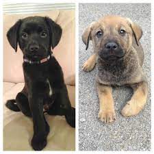 Warren county, warren, pa id: Miniature German Shepherd Lab Mix Novocom Top