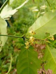Image result for Salacia madagascariensis