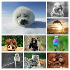 Cool Animal Grid Cute Animals Animals Funny Cute