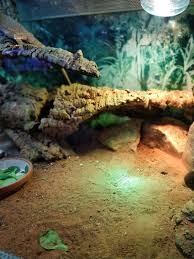 After Changing The Tank Setup This Reptile Showed An Incredible Behavior Bearded Dragon Habitat Bearded Dragon Bearded Dragon Tank