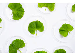 Image result for Centella asiatica