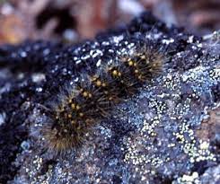 Get great deals on ebay! Alaskan Caterpillar Acronicta Bugguide Net
