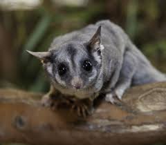 Sugar Glider Blend The Art Of Tea