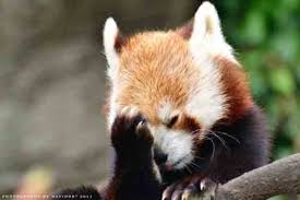11 Animal Facepalms Cute Baby Animals Red Panda Cute Cute Animals