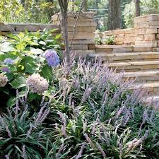 Image result for Lily Turf