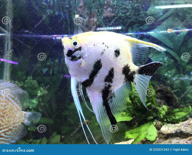 Adult tricolor manfish stock image. Image of fish, tricolor - 233221243