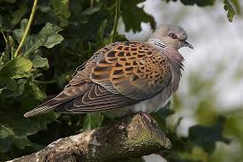 We did not find results for: Two Turtle Doves This Christmas You Ll Be Lucky Birdguides