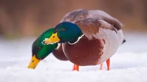 Enten Futtern Kein Brot Diesen Gesunden Snack Fur Enten Hat Jeder Zuhause Bayern 1 Radio Br De