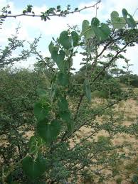 Image result for Pergularia daemia