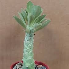 Image result for Monadenium lugardiae