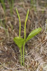 Image result for Ophioglossum vulgatum