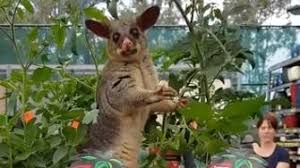 Maybe you would like to learn more about one of these? Viral Bunnings Possum Caught Snacking On Saplings Most Likely Just Looking For Moisture Abc News