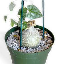 Image result for Gerrardanthus lobatus