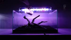 Gan lampu ane 20 watt cukup gak buat aquascape a: Cara Mudah Membuat Aquascape Nature Style By Planarya Studio