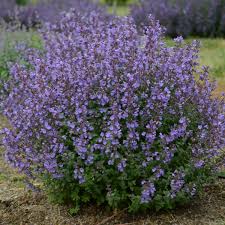 Choose the best nepeta (catmint) varieties. Nepeta Faassenii Kitten Around Pp30940 Perennial Resource