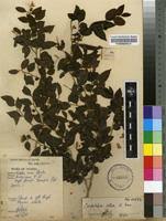 Image result for Carpolobia alba