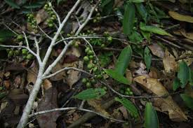 Image result for Xylopia wilwerthii