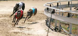 We did not find results for: Free Greyhounds Betting Tips Strategy Odds Predictions