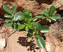 Image result for Pittosporum fulvotomentosum