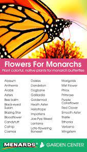 The butterflies that reach as far north as canada are deadhead milkweed flowers to prolong blooming during summer. 52 Monarch Butterfly Garden Ideas Monarch Butterfly Garden Monarch Butterfly Butterfly Garden