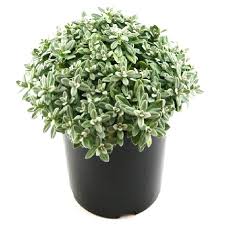 Image result for Cerastium