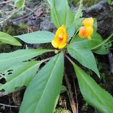 Image result for Impatiens oreocallis