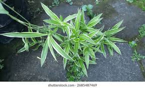 Image result for Chlorophytum pubiflorum