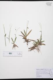 Image result for Axonopus