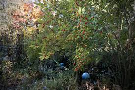 Image result for Xyris schliebenii