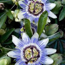 Pin On Deco Fleurs