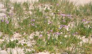 Image result for Senecio sp.no.4