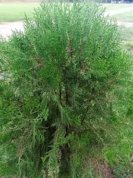 Image result for Cineraria pinnata