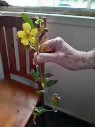 Image result for Coleus calycinus