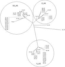Daftar kunci jawaban bot ica ica family 100 line 2021. Characterisation Of Phytophthora Infestans Isolates Of Potato Crops From Spain Springerlink