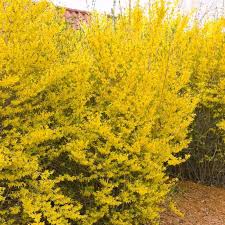 Lynwood Gold Forsythia Forsythia Hedging Plants Deep Yellow Flowers