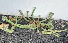 Image result for Monadenium pseudoracemosum