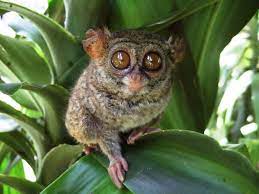 5 Fascinating Animals Than Can Be Found In Indonesia Tour From Bali Tour From Bali