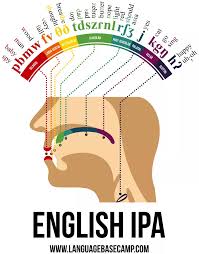 A Phonetic Map Of The Human Mouth Human Mouth Phonetic Alphabet Phonetics